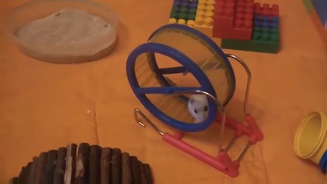 забавный музыкальный хомяк Маня 2 смотреть онлайн