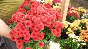 Хризантема мультифлора взрыв цветения.