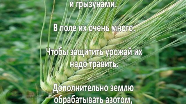 Выращивание ячменя. Бизнес идея смотреть онлайн