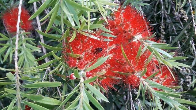 Apis mellifera ibérica vs "Callistemon citrinus" o "Citrinus Splendens" смотреть онлайн