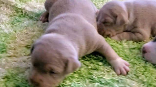 2 Week Update ! Pocket American Bully Puppies!