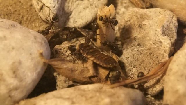 Young ant colony (Formica rufibarbis) смотреть онлайн