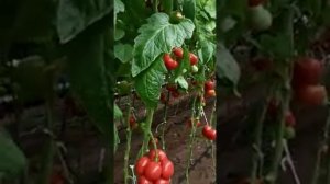 Томат Маргарита блюз F1