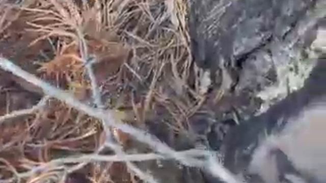 Рябчик-птенец смотреть онлайн