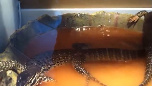 Всё о варанах! смотреть онлайн