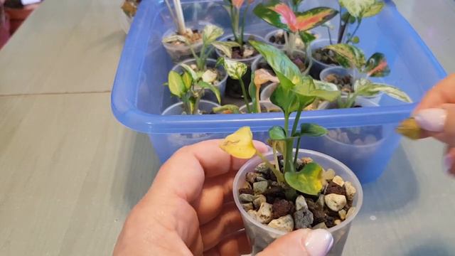 maluszkowo 3 - ..a ja rosnę i rosnę..Update maluchów anthurium filków aglaonem alokazji i syngonium смотреть онлайн