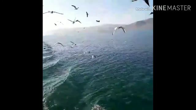 Berlayar Di Danau Tiberias / Galilea смотреть онлайн