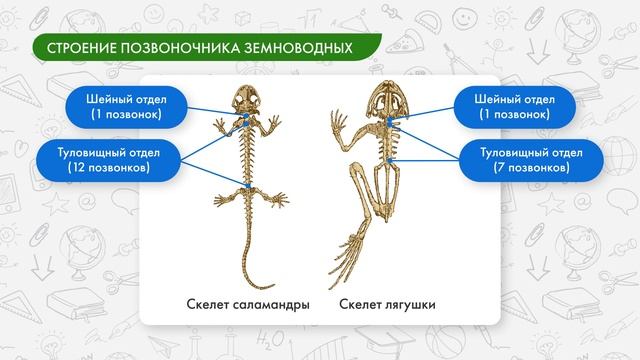 Общая характеристика земноводных, внешнее строение, скелет, пищеварительная система смотреть онлайн