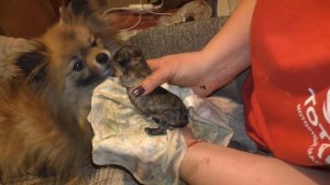 роды у собаки Шпиц Герда