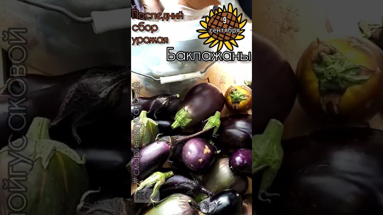 БАКЛАЖАНЫ последний сбор урожая сезона 2023 смотреть онлайн