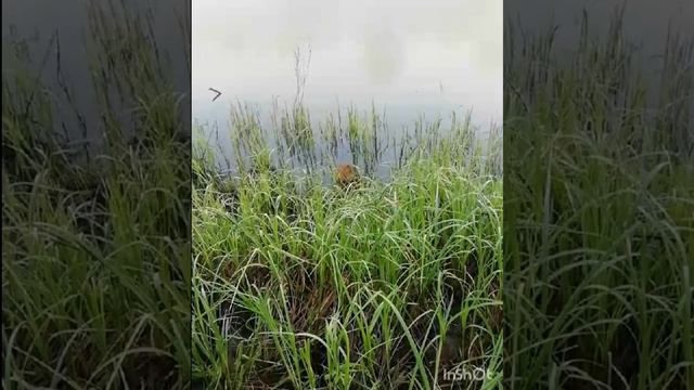 Афанасий Петрович