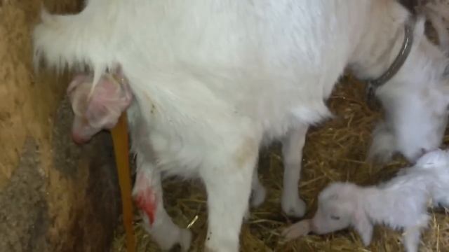 Коза рожает двойню. Роды козы. смотреть онлайн