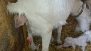 Коза рожает двойню. Роды козы.