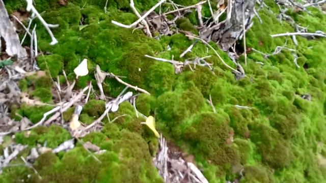 Jiricó (selaginella convoluta sprig)! смотреть онлайн