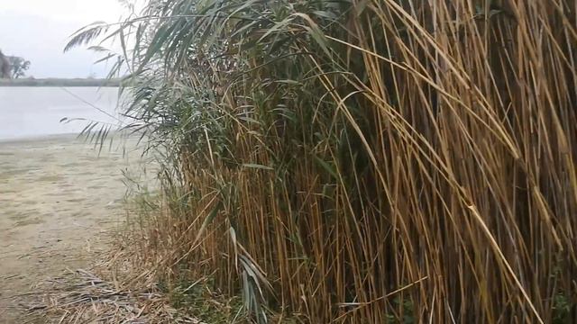 Jamaica Bay Wildlife Refuge - берёзовая роща в Нью Йорке смотреть онлайн