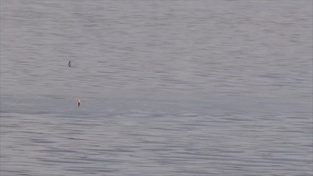 Чудесная рыбалка по плотве на поплавок ранней весной! Открытие сезона!