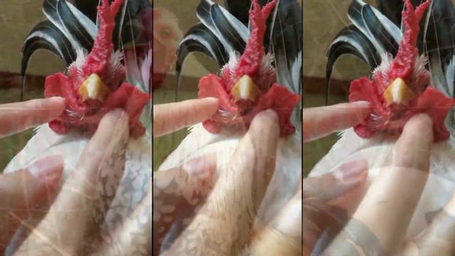 FUNNY CHICKEN DANCE 1 | Chicken Song & Chicken Videos 2023 | Coco Remix смотреть онлайн