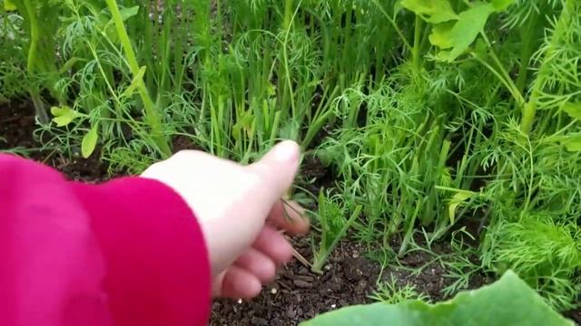 УКРОП ОПЯТЬ ВЫРОС / ВТОРАЯ СРЕЗКА смотреть онлайн