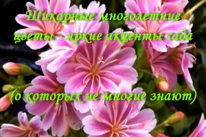 Шикарные многолетние цветы