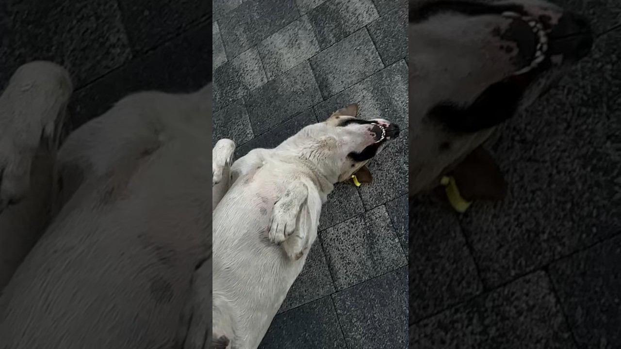 Пес актер в Адлере. Района Мандарин, каждый вечер он претворяется и ждёт внимания от прохожих смотреть онлайн