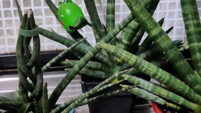 Dracaena Angolensis / Sansevieria Cylindrica Boncel care guide смотреть онлайн