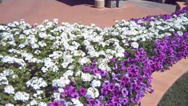 Syngenta purple and white.avi.AVI смотреть онлайн