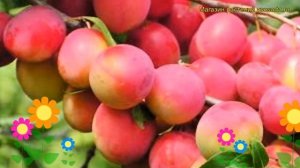 Алыча гибридная Кубанская комета. Краткий обзор, описание prunus rossica Kubanskaia kometa