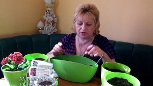 Посадка  клубневой бегонии