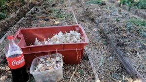 Грядки под посадку клубники после чеснока, как подготовить // Ягодная Усадьба