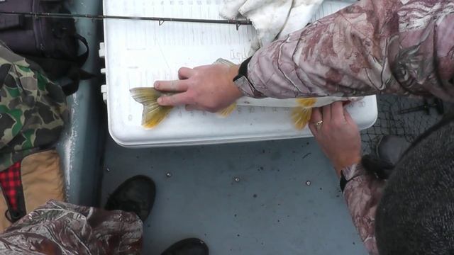 Рыбалка на судака-Columbia Walleye 01-27-16