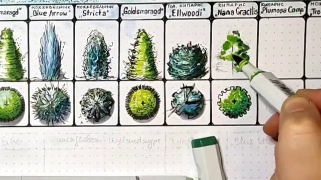Урок 6 Рисуем кипарис Nana Gracilis. Серия: шпаргалка для хвойных. Садовый скетчинг смотреть онлайн