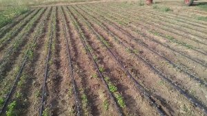 Выращивание петрушки. Петрушки как бизнес