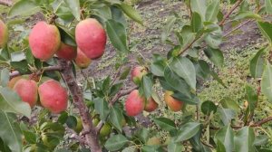 Груша Киргизкая зимняя persikovod.com