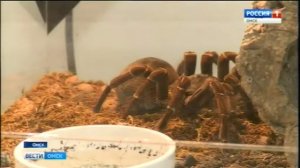 выставка пауков