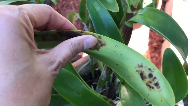 My Smbc.Dulatiaca ‘Lava Flow’ AM/AOS orchid in bloom in my garden. смотреть онлайн