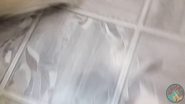 Жизнь собачья. Тяжелая доля домашних животных. смотреть онлайн