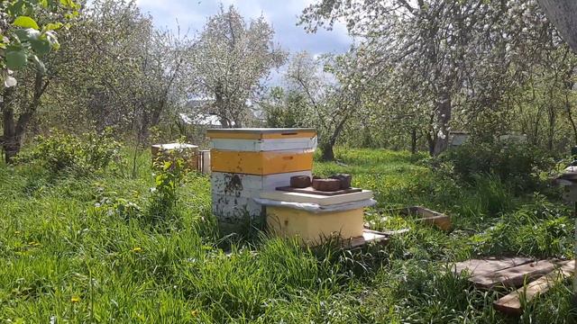 Привезли пчелопакет. Что дальше? смотреть онлайн