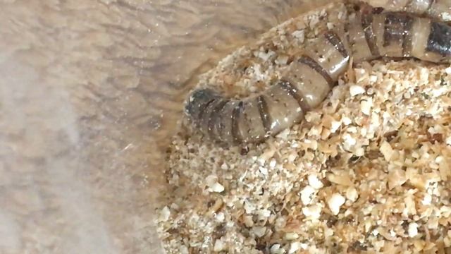 СОДЕРЖАНИЕ ЗОФОБАСА И ТУРКМЕНСКИХ ТАРАКАНОВ / НАСЕКОМЫЕ ЧАСТЬ 2 смотреть онлайн