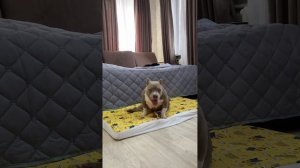 Американский булли покет пацан, щенок американского булли покет , команда место #булли #щенокбулли