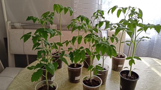 Основные причины увядания и опадания листьев на рассаде томатов.м-н ДАЧА г.Каменск-Уральский 30.3.2 смотреть онлайн