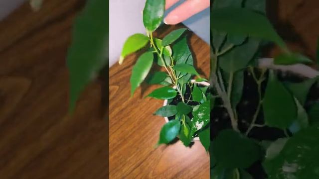 ❗️❗️❗️ЛИСТЬЯ ФИКУСА БУДУТ БЛЕСТЕТЬ??? clean leaf смотреть онлайн