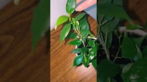 ❗️❗️❗️ЛИСТЬЯ ФИКУСА БУДУТ БЛЕСТЕТЬ??? clean leaf