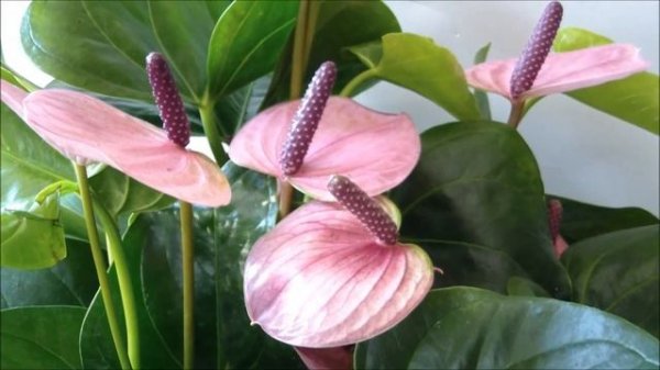 Антуриум Сакура (Sakura)