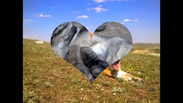 Aze смотреть онлайн