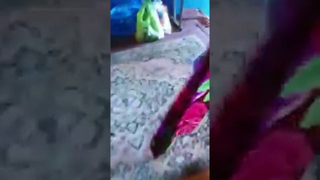 Мой котик изучил деревенский туалет? смотреть онлайн