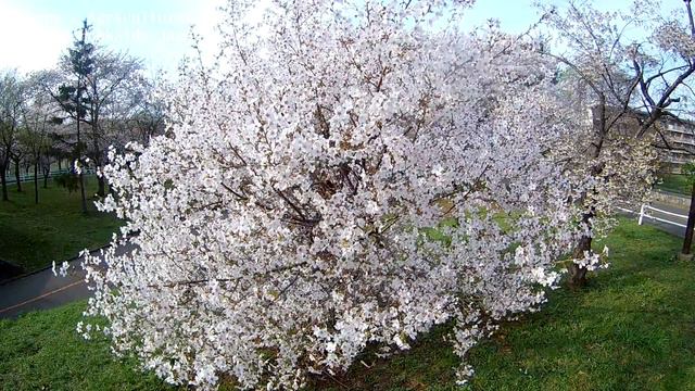 Sakura Beautiful Spring [Agricultural trial park] Sapporo Hokkaido Japan 桜が満開でとっても綺麗 農試公園 смотреть онлайн