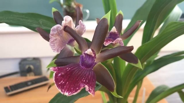 Fragrant Zygopetalum Louisendorf смотреть онлайн