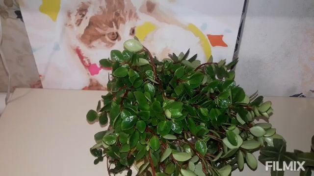 Другие цветы в доме. смотреть онлайн