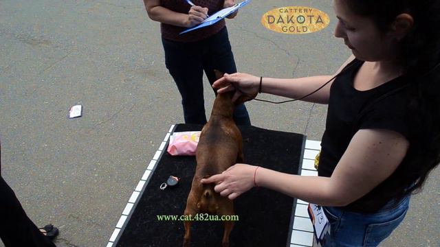Выставка собак, 27052017, парк Артема, часть 6 смотреть онлайн