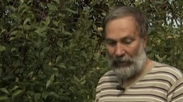 От чего зависит урожайность вишни. Вовремя предупредить кокомикоз на вишне. смотреть онлайн